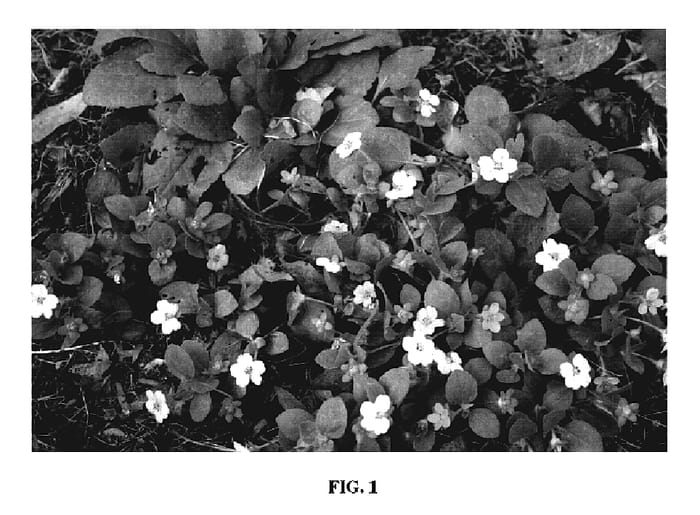 Figure 1 of US plant patent PP19306, the photograph of Quinn's Gold printed in the patent.