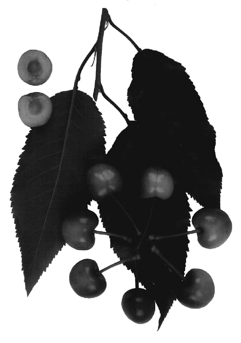 Figure 1 of US plant patent PP19307, the photograph of Rosie Rainer printed in the patent.