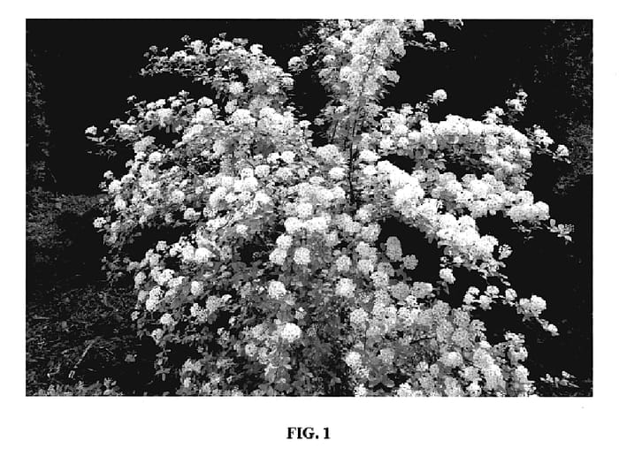Figure 1 of US plant patent PP19308, the photograph of Levgold printed in the patent.