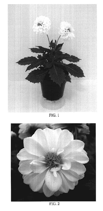 Figure 1 of US plant patent PP19309, the photograph of Baldelmim printed in the patent.
