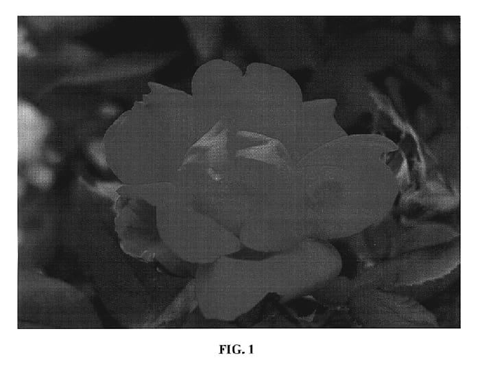 Figure 1 of US plant patent PP19310, the photograph of Radwin printed in the patent.