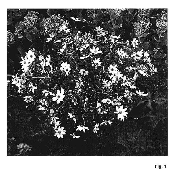 Figure 1 of US plant patent PP19311, the photograph of Sunbeam printed in the patent.