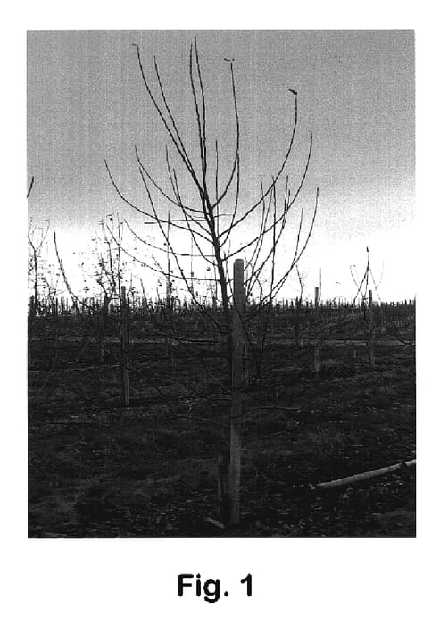 Figure 1 of US plant patent PP19312, the photograph of PB-148 printed in the patent.