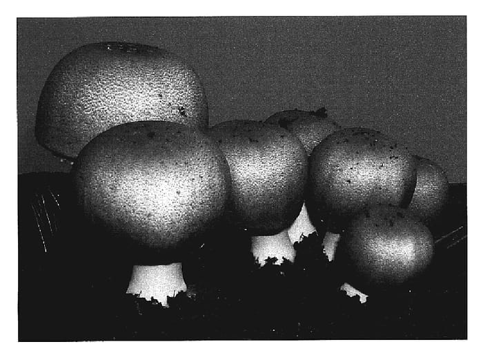 Figure 1 of US plant patent PP19313, the photograph of H1X1 printed in the patent.