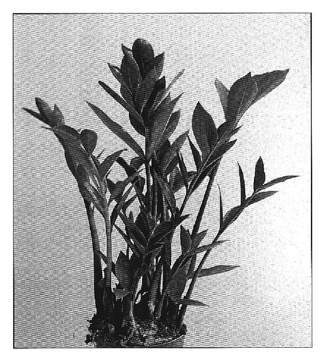 Figure 1 of US plant patent PP19314, the photograph of Zamicro printed in the patent.