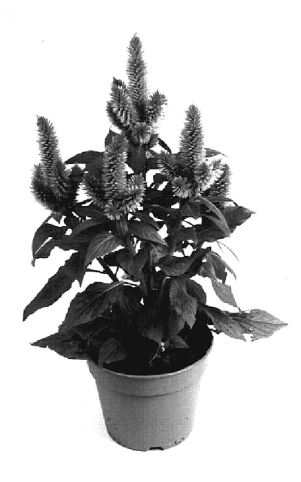 Figure 1 of US plant patent PP19315, the photograph of Venezuela Pink printed in the patent.