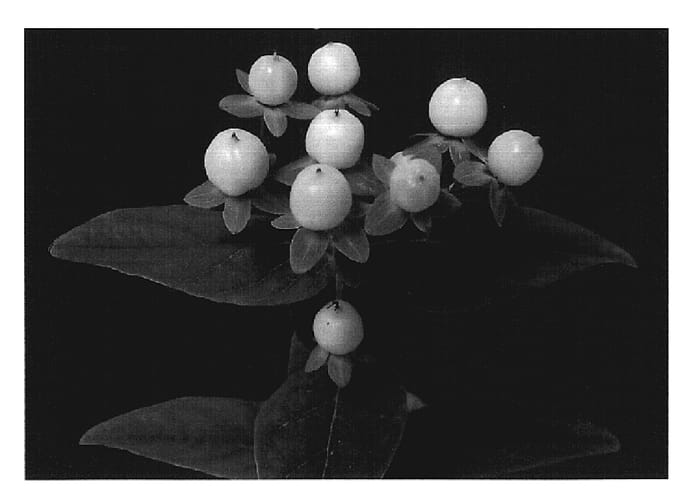 Figure 1 of US plant patent PP19316, the photograph of Esm Wet printed in the patent.