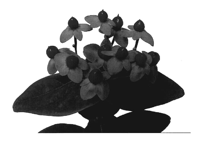 Figure 1 of US plant patent PP19317, the photograph of Esm Re printed in the patent.