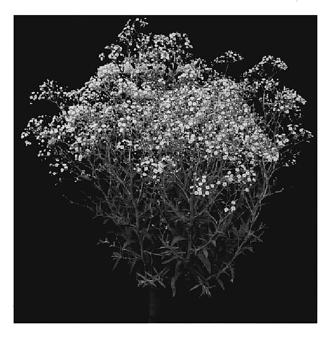 Figure 1 of US plant patent PP19318, the photograph of ESM Chispa printed in the patent.