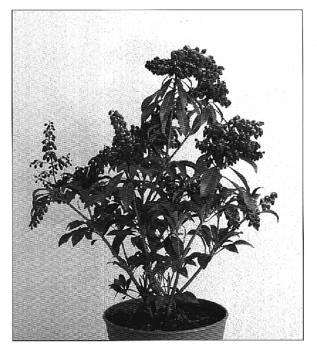 Figure 1 of US plant patent PP19319, the photograph of Passion printed in the patent.