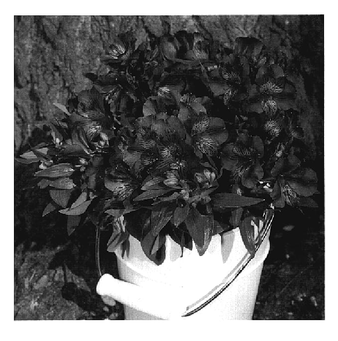 Figure 1 of US plant patent PP19320, the photograph of Zaprilet printed in the patent.