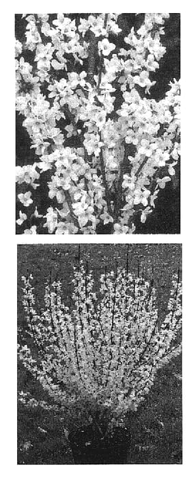 Figure 1 of US plant patent PP19321, the photograph of Mindor printed in the patent.