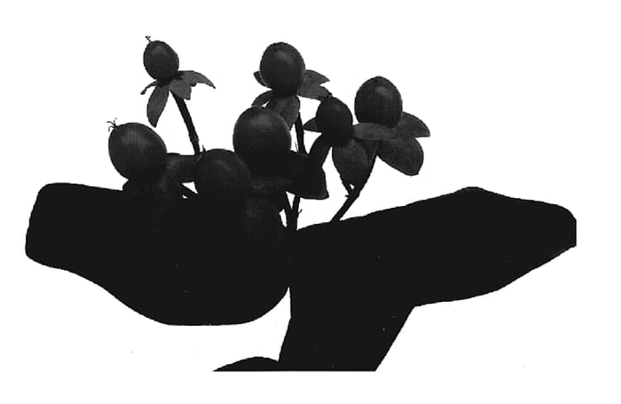 Figure 1 of US plant patent PP19322, the photograph of Esm Pin printed in the patent.