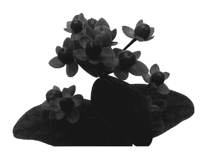 Figure 1 of US plant patent PP19323, the photograph of Esm Ora printed in the patent.