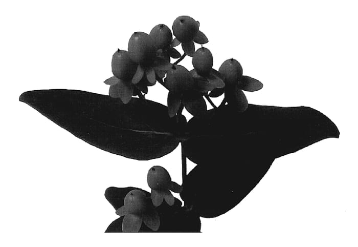 Figure 1 of US plant patent PP19324, the photograph of Esm Greli printed in the patent.