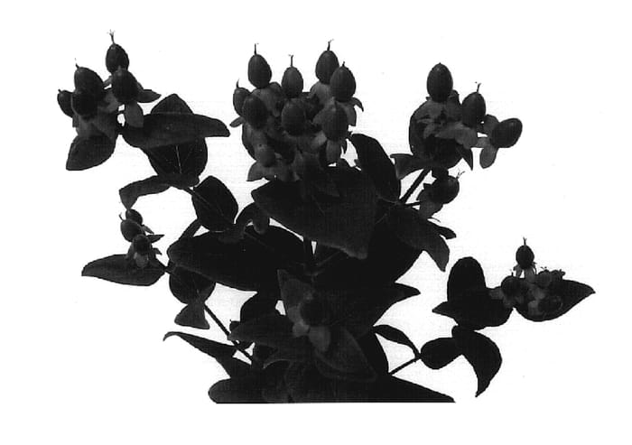 Figure 1 of US plant patent PP19325, the photograph of Esm Cho printed in the patent.