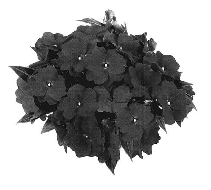 Figure 1 of US plant patent PP19326, the photograph of Tamar Amethyst printed in the patent.