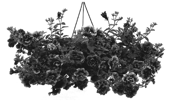Figure 1 of US plant patent PP19327, the photograph of Kerprilcomp printed in the patent.