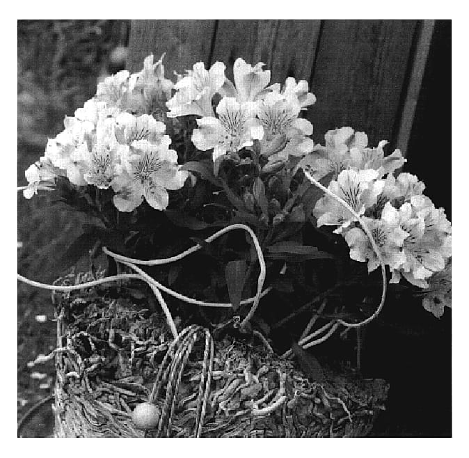 Figure 1 of US plant patent PP19328, the photograph of Zapricia printed in the patent.