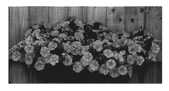 Figure 1 of US plant patent PP19329, the photograph of Kerversalm printed in the patent.