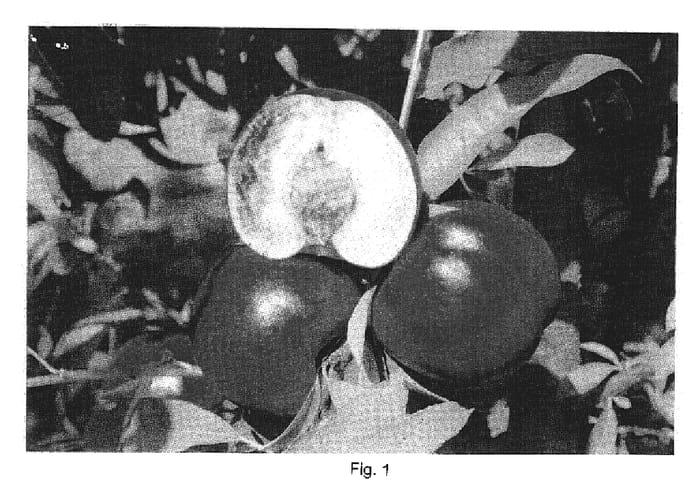 Figure 1 of US plant patent PP19330, the photograph of NECTACHIEF printed in the patent.