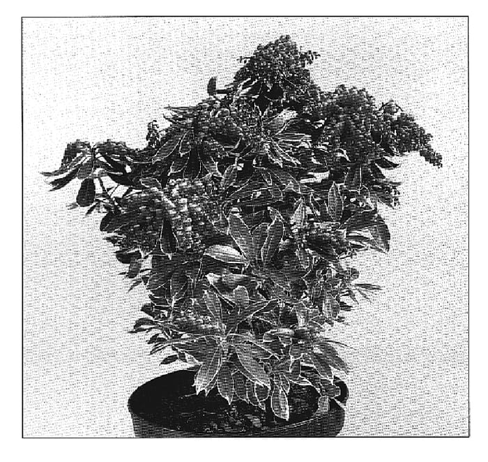 Figure 1 of US plant patent PP19331, the photograph of Ralto printed in the patent.