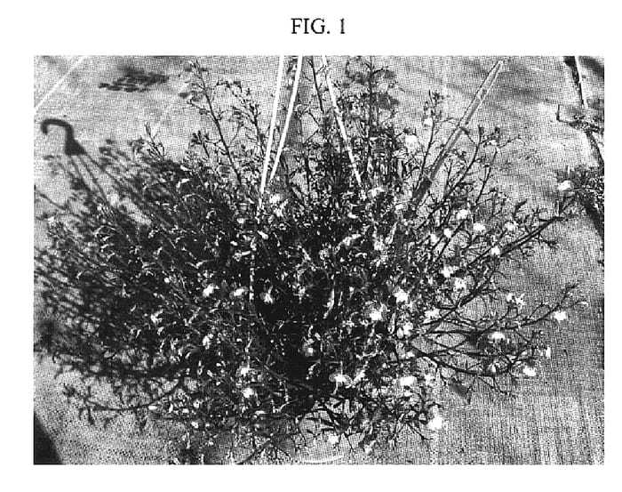 Figure 1 of US plant patent PP19332, the photograph of DANANAB2 printed in the patent.