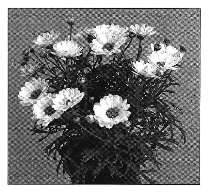 Figure 1 of US plant patent PP19333, the photograph of Sun 10 printed in the patent.