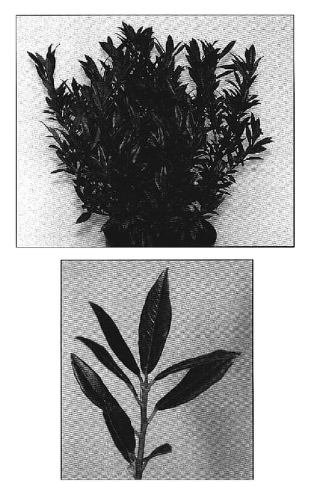 Figure 1 of US plant patent PP19334, the photograph of Gajo printed in the patent.