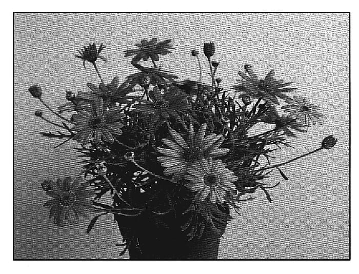 Figure 1 of US plant patent PP19335, the photograph of SUN 20 printed in the patent.