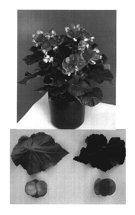 Figure 1 of US plant patent PP19336, the photograph of Reina printed in the patent.