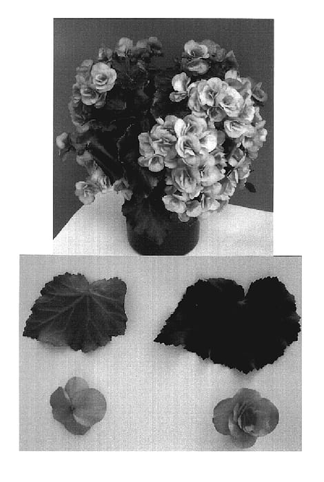 Figure 1 of US plant patent PP19337, the photograph of Gideon printed in the patent.