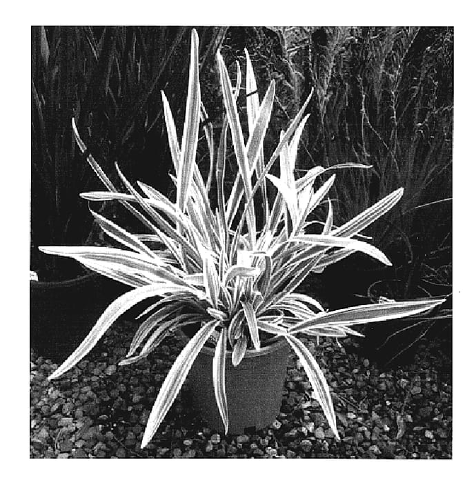 Figure 1 of US plant patent PP19338, the photograph of TAS100 printed in the patent.