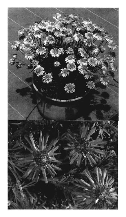 Figure 1 of US plant patent PP19339, the photograph of Ohmadporm printed in the patent.