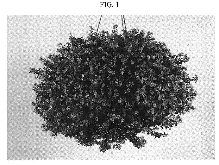 Figure 1 of US plant patent PP19340, the photograph of DANCOP22 printed in the patent.