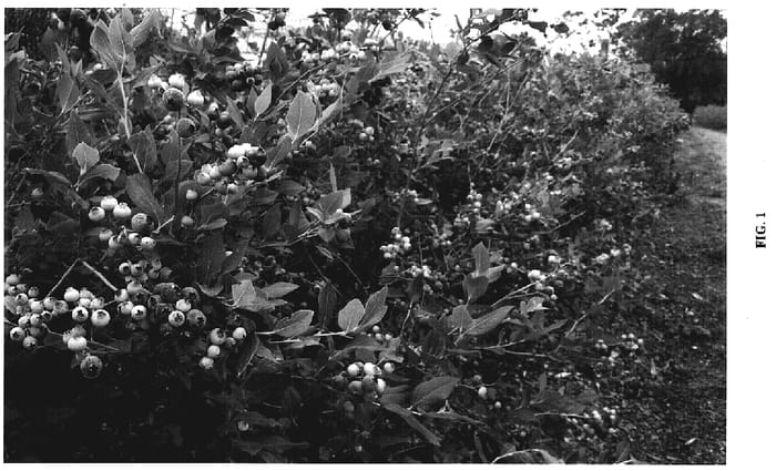 Figure 1 of US plant patent PP19341, the photograph of Farthing printed in the patent.