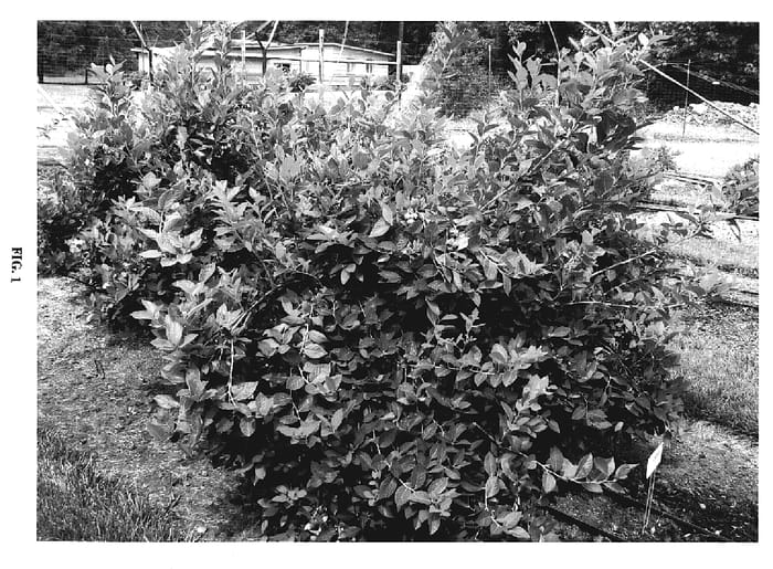 Figure 1 of US plant patent PP19342, the photograph of FLX-1 printed in the patent.