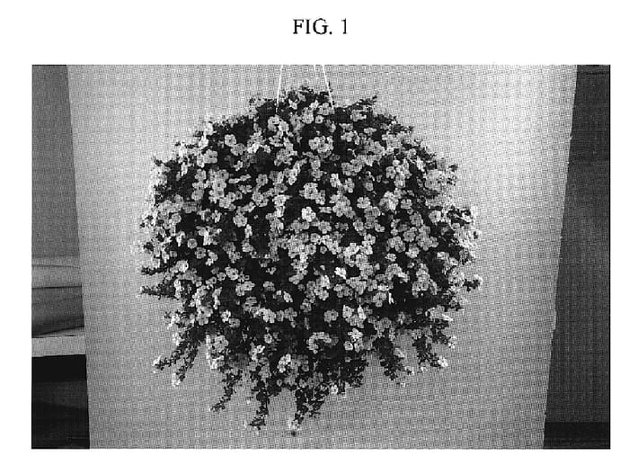 Figure 1 of US plant patent PP19343, the photograph of Dancop24 printed in the patent.