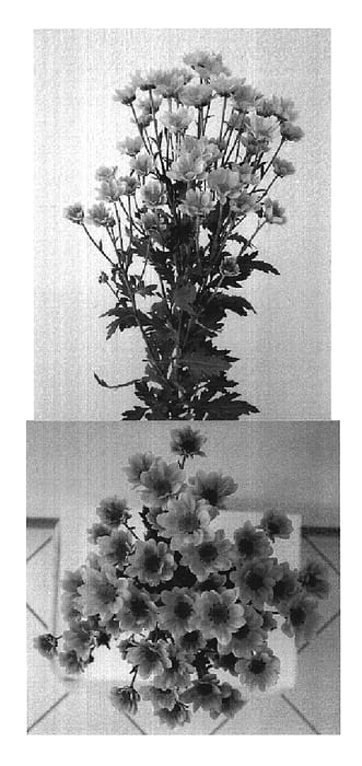 Figure 1 of US plant patent PP19344, the photograph of Dekringabonze printed in the patent.