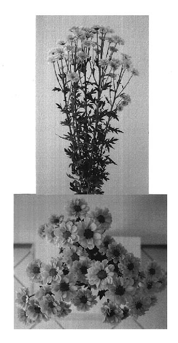 Figure 1 of US plant patent PP19345, the photograph of Deklindipink printed in the patent.