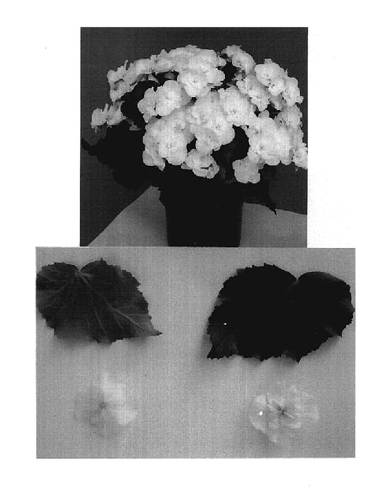 Figure 1 of US plant patent PP19346, the photograph of Elektra White printed in the patent.