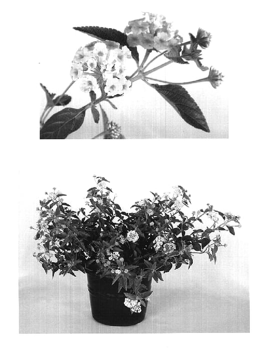 Figure 1 of US plant patent PP19347, the photograph of Robpwcrm printed in the patent.
