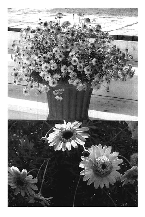Figure 1 of US plant patent PP19348, the photograph of Ohmadsaca printed in the patent.