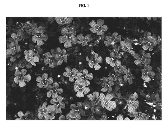 Figure 1 of US plant patent PP19349, the photograph of Dancop21 printed in the patent.