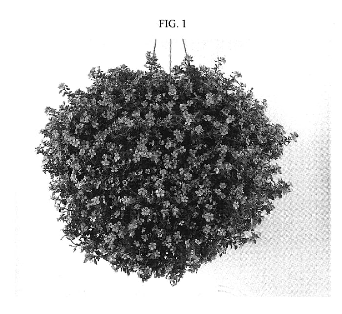 Figure 1 of US plant patent PP19350, the photograph of DANCOP20 printed in the patent.