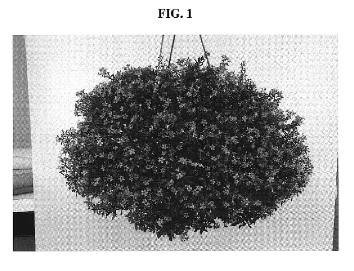 Figure 1 of US plant patent PP19351, the photograph of DANCOP23 printed in the patent.
