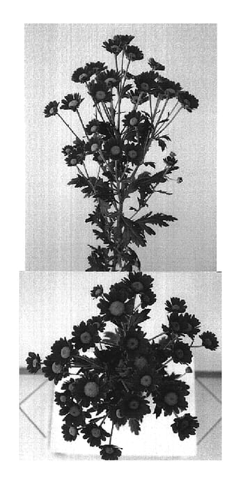 Figure 1 of US plant patent PP19352, the photograph of Deksambupurple printed in the patent.