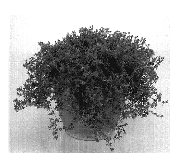 Figure 1 of US plant patent PP19353, the photograph of Kirifu-24 printed in the patent.