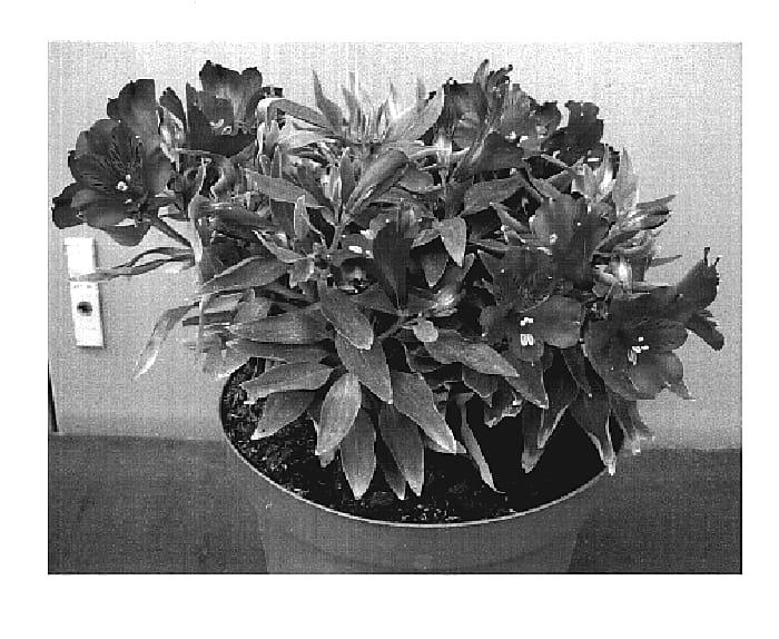 Figure 1 of US plant patent PP19354, the photograph of Tesrobin printed in the patent.