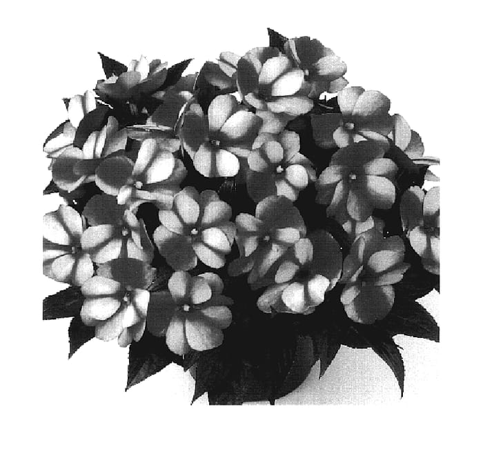 Figure 1 of US plant patent PP19355, the photograph of Duesweeters printed in the patent.
